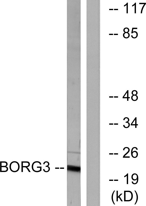 a30601 cdc42ep5 primary antibodies wb testing 3