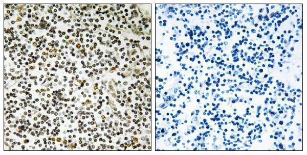 a30605 cep152 primary antibodies ihc testing 1