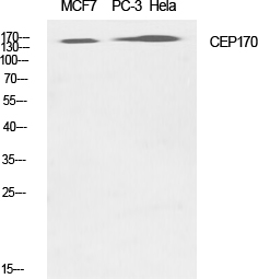 Western Blot analysis of various cells using CEP170 Polyclonal Antibody diluted at 1:1000