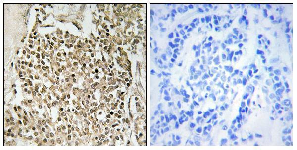 a30607 cep350 primary antibodies ihc testing 1