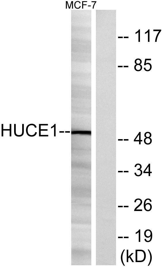 Western blot analysis of lysates from MCF-7 cells, using HUCE1 Antibody