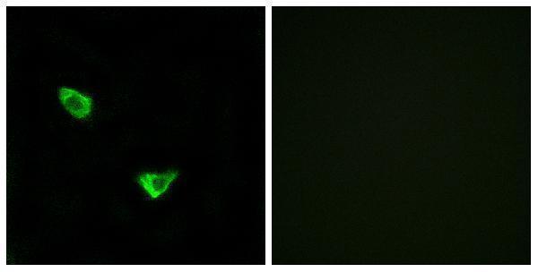 a30610 chpf primary antibodies if testing 1