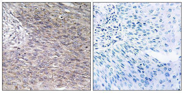 a30610 chpf primary antibodies ihc testing 2