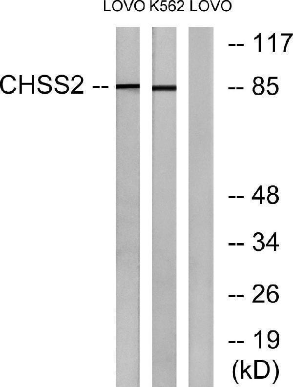 a30610 chpf primary antibodies wb testing 3