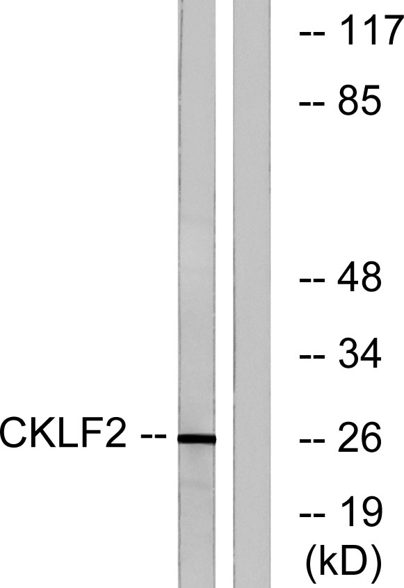 a30612 cmtm2 primary antibodies wb testing 2