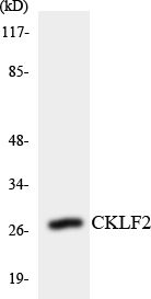 a30612 cmtm2 primary antibodies wb testing 3