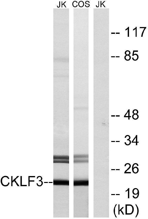 a30613 cmtm3 primary antibodies wb testing 2