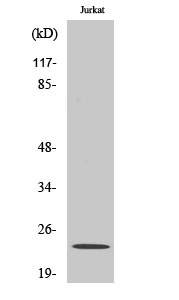 Western Blot analysis of various cells using Claudin-19 Polyclonal Antibody diluted at 1:500
