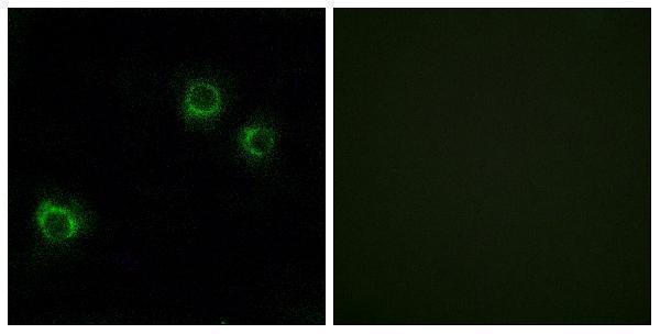 a30616 cldn6 primary antibodies if testing 1