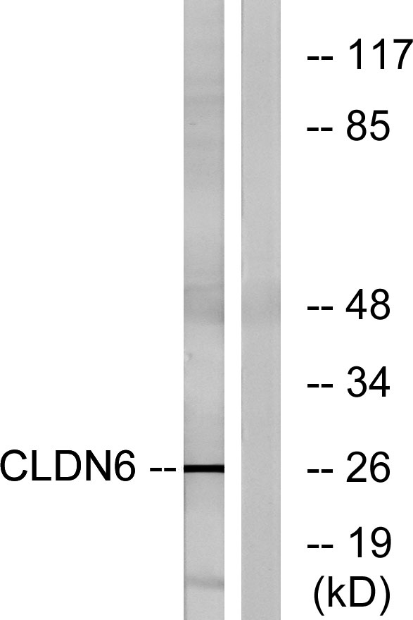 a30616 cldn6 primary antibodies wb testing 4
