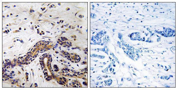 Immunohistochemistry analysis of paraffin-embedded human testis tissue, using CLASP1 Antibody