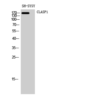 Western Blot analysis of SH-SY5Y cells using CLASP1 Polyclonal Antibody diluted at 1:2000