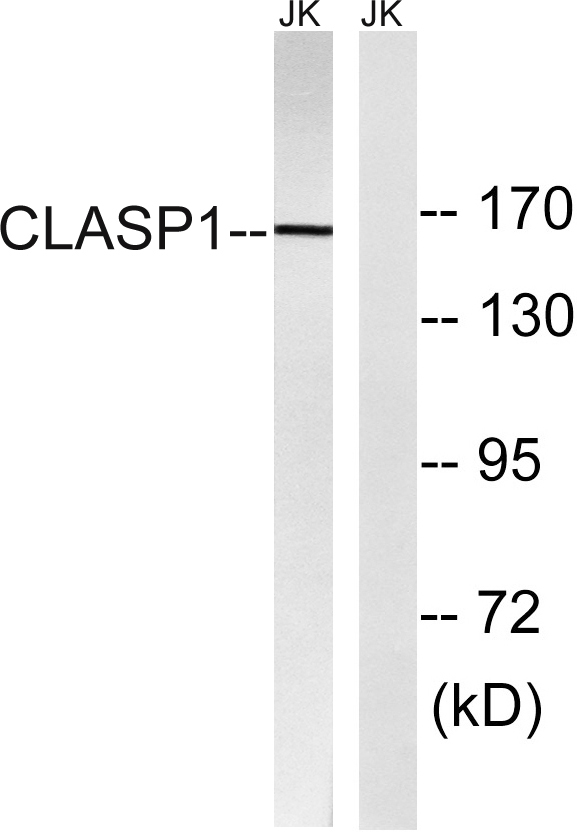 Western blot analysis of lysates from Jurkat cells, using CLASP1 Antibody