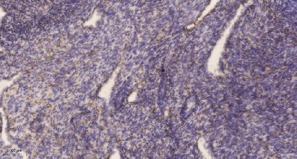 a30621 dnph1 primary antibodies ihc testing 1