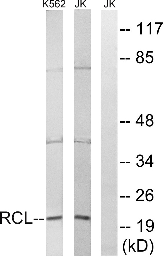 a30621 dnph1 primary antibodies wb testing 3