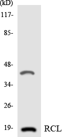 a30621 dnph1 primary antibodies wb testing 4