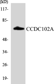 a30622 ccdc102a primary antibodies wb testing 2