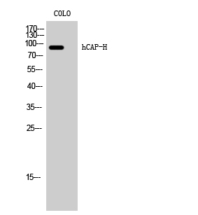 a30627 ncaph primary antibodies wb testing 1