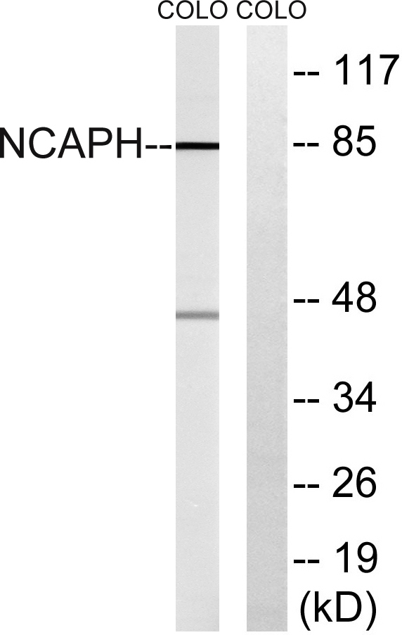 a30627 ncaph primary antibodies wb testing 2