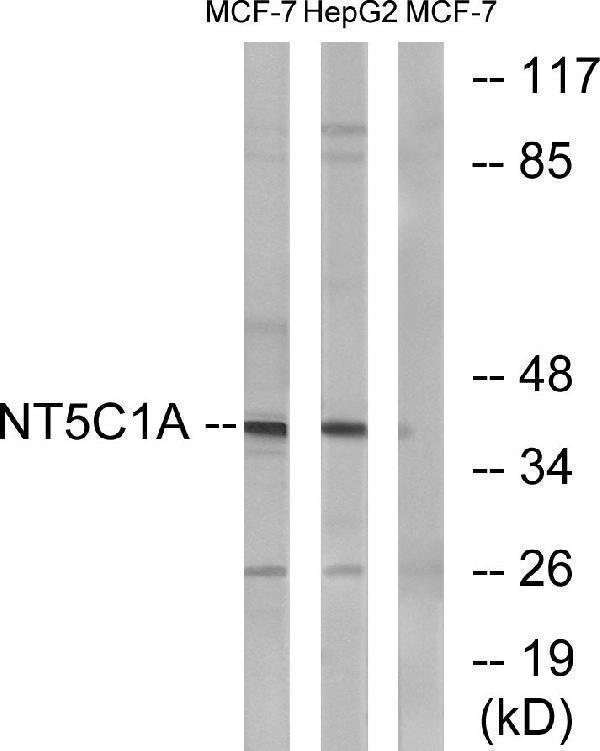 a30631 nt5c1a primary antibodies wb testing 2