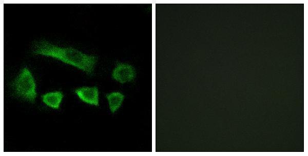 a30632 nt5c1b primary antibodies if testing 1