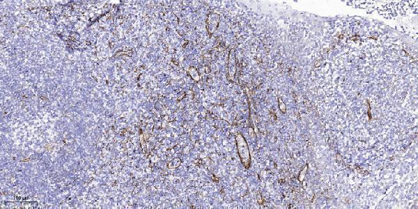 a30632 nt5c1b primary antibodies ihc testing 2