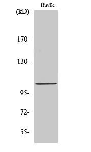 Western Blot analysis of various cells using CCP2 Polyclonal Antibody diluted at 1:2000