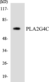 a30634 pla2g4c primary antibodies wb testing 2