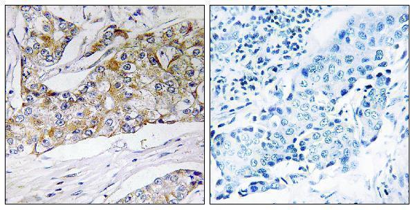 a30635 dhrs11 primary antibodies ihc testing 1
