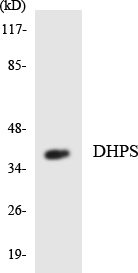 a30637 dhps primary antibodies wb testing 4