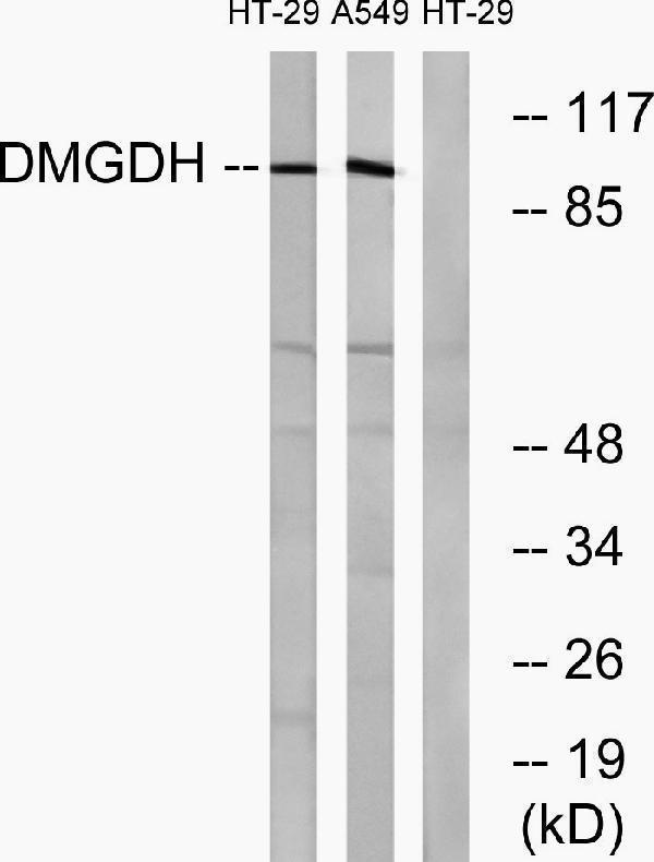 Western blot analysis of lysates from HT-29 and A549 cells, using DMGDH Antibody