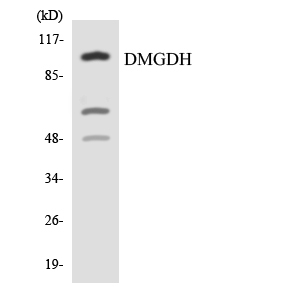 a30641 dmgdh primary antibodies wb testing 4