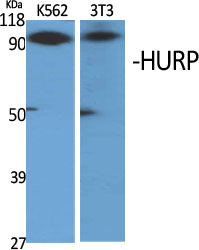 a30642 dlgap5 primary antibodies wb testing 2