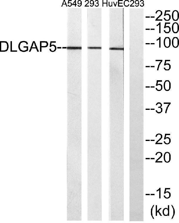 a30642 dlgap5 primary antibodies wb testing 3