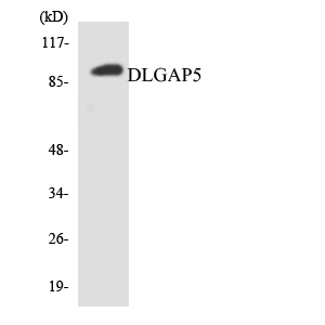a30642 dlgap5 primary antibodies wb testing 4