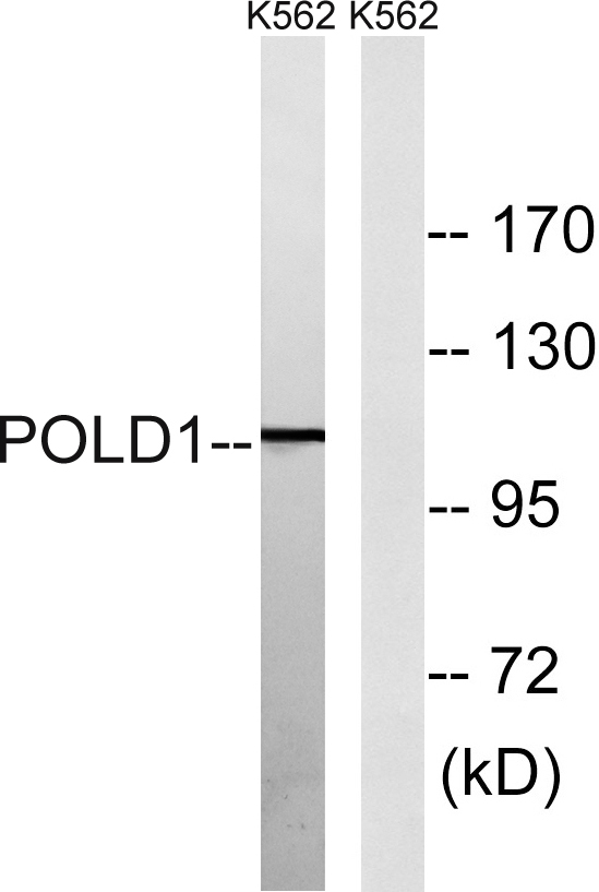 a30643 pold1 primary antibodies wb testing 1