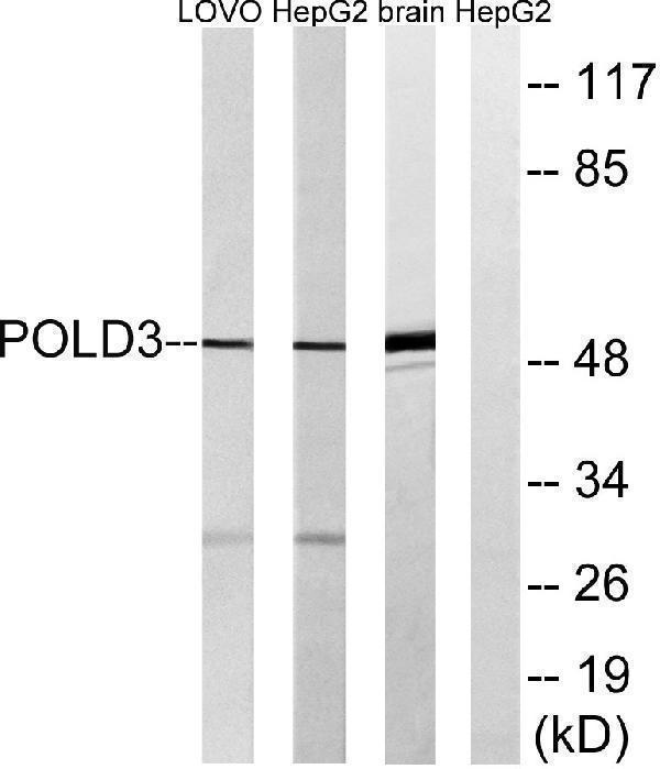 Western blot analysis of lysates from LOVO, HepG2, and mouse brain cells, using POLD3 Antibody