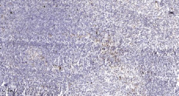Immunohistochemical analysis of paraffin-embedded human tonsil