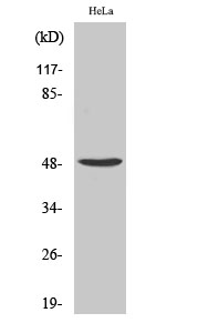 Western Blot analysis of various cells using PRIM1 Polyclonal Antibody