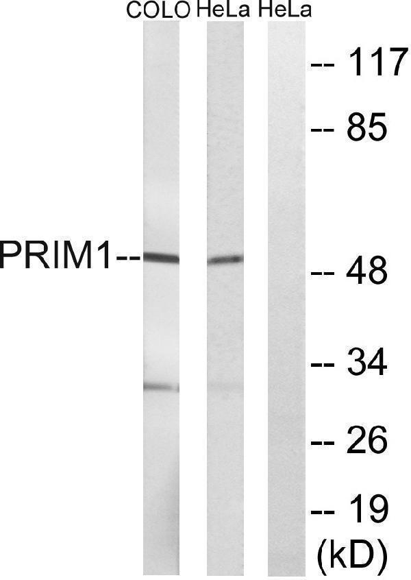 a30648 prim1 primary antibodies wb testing 3