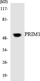 Western blot analysis of the lysates from K562 cells using PRIM1 antibody