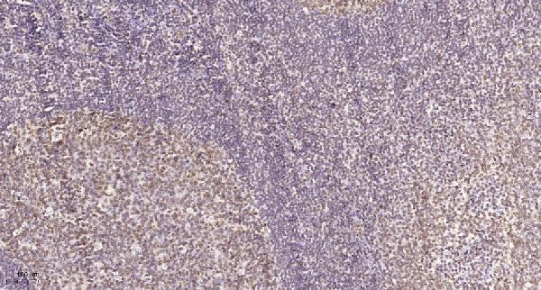 a30649 cd3eap primary antibodies ihc testing 1