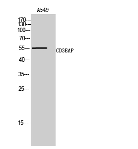 a30649 cd3eap primary antibodies wb testing 2