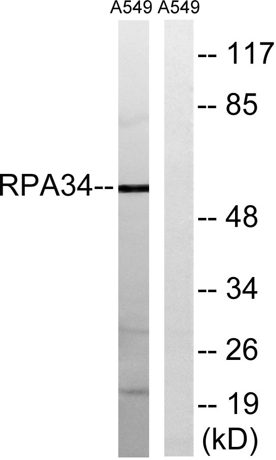 a30649 cd3eap primary antibodies wb testing 3