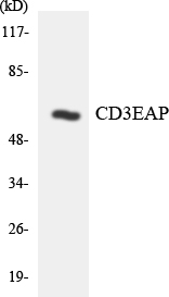 a30649 cd3eap primary antibodies wb testing 4