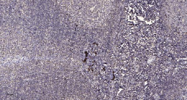 Immunohistochemical analysis of paraffin-embedded human tonsil