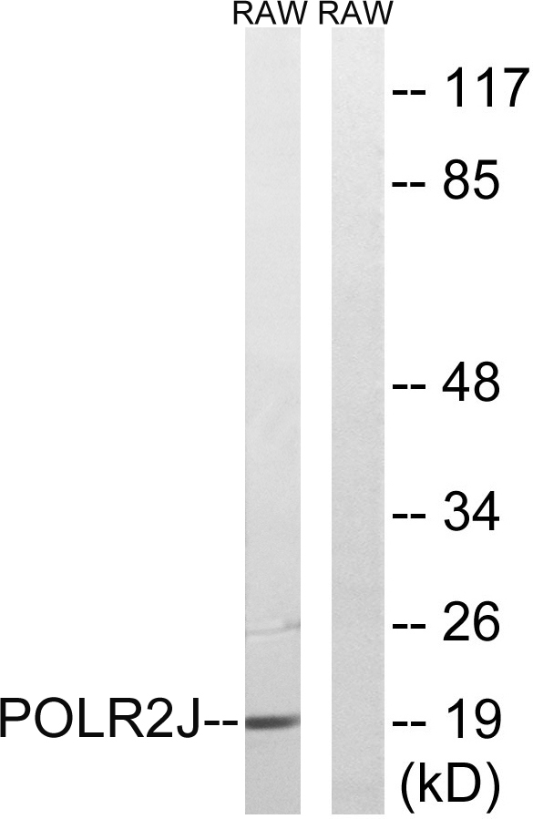 Western blot analysis of lysates from RAW264