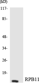 Western blot analysis of the lysates from HeLa cells using RPB11 antibody