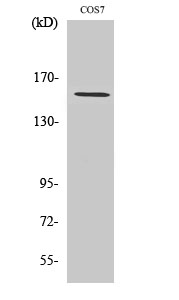 a30651 polr3a primary antibodies wb testing 2