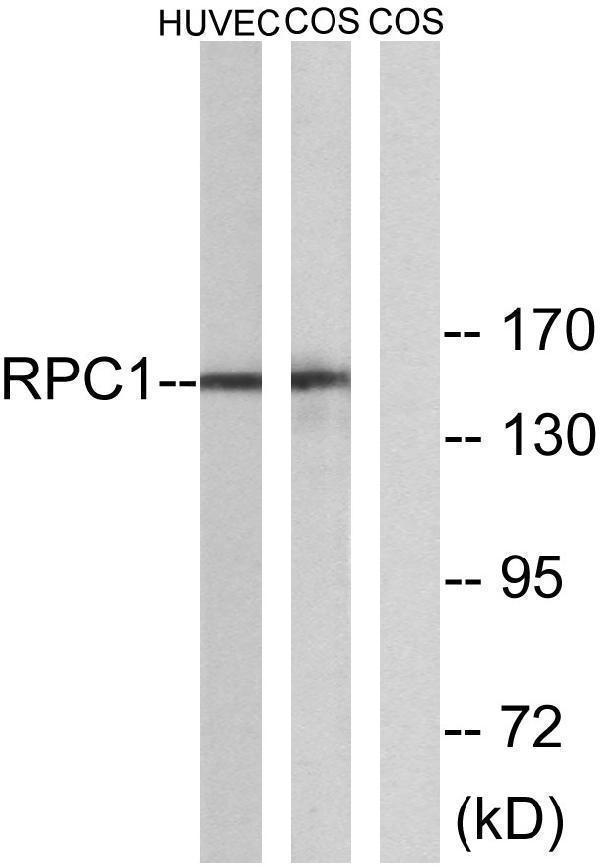 a30651 polr3a primary antibodies wb testing 3